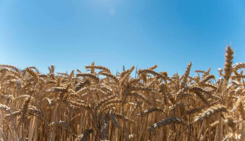 grano produzione