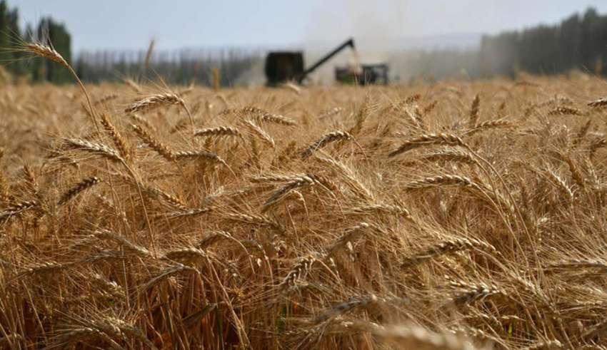 semina di cereali in calo in Italia