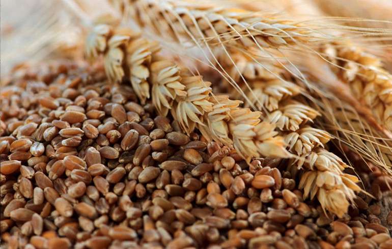 cala la produzione di grano tenero