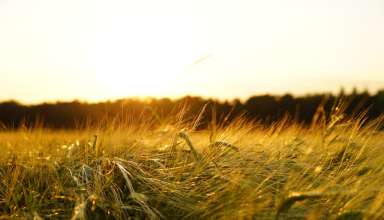 nuovo nome ministero agricoltura