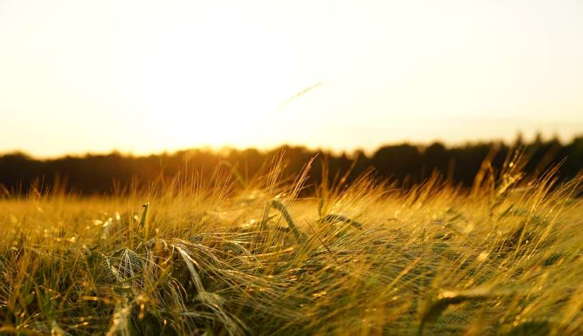 nuovo nome ministero agricoltura