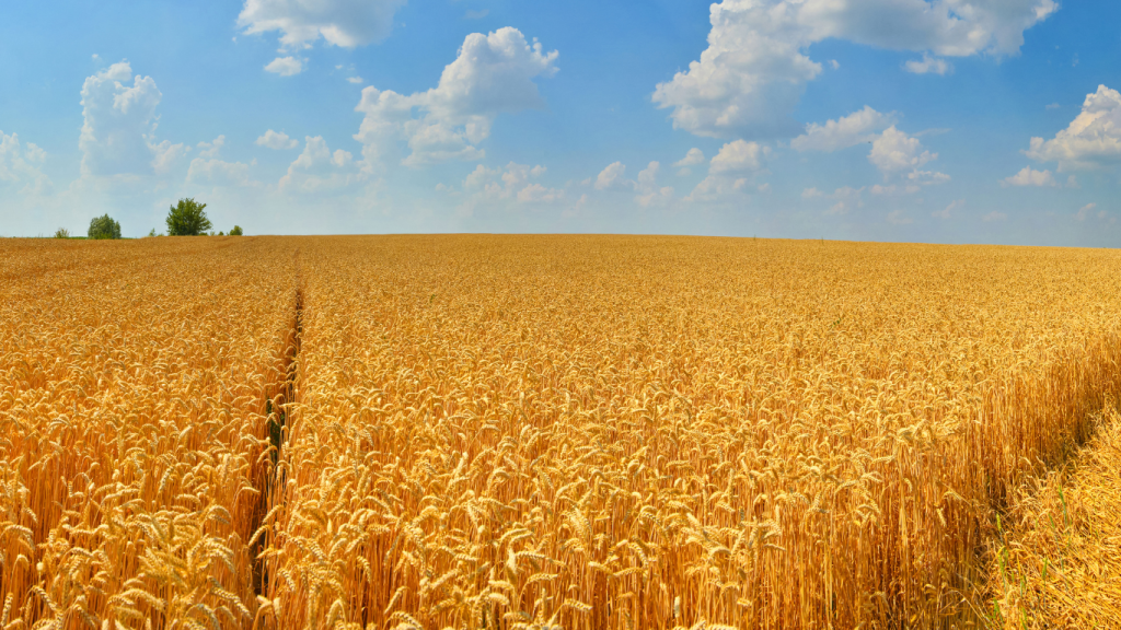 Puglia regione leader nella produzione di grano | Pasta&Pastai