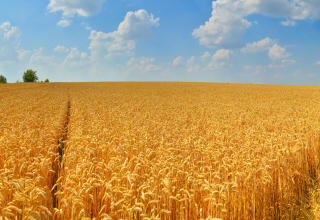 puglia grano duro