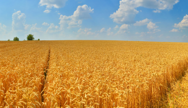 puglia grano duro